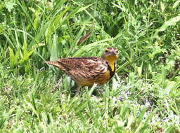 Image of Western Meadowlark