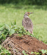 Image of Western Meadowlark