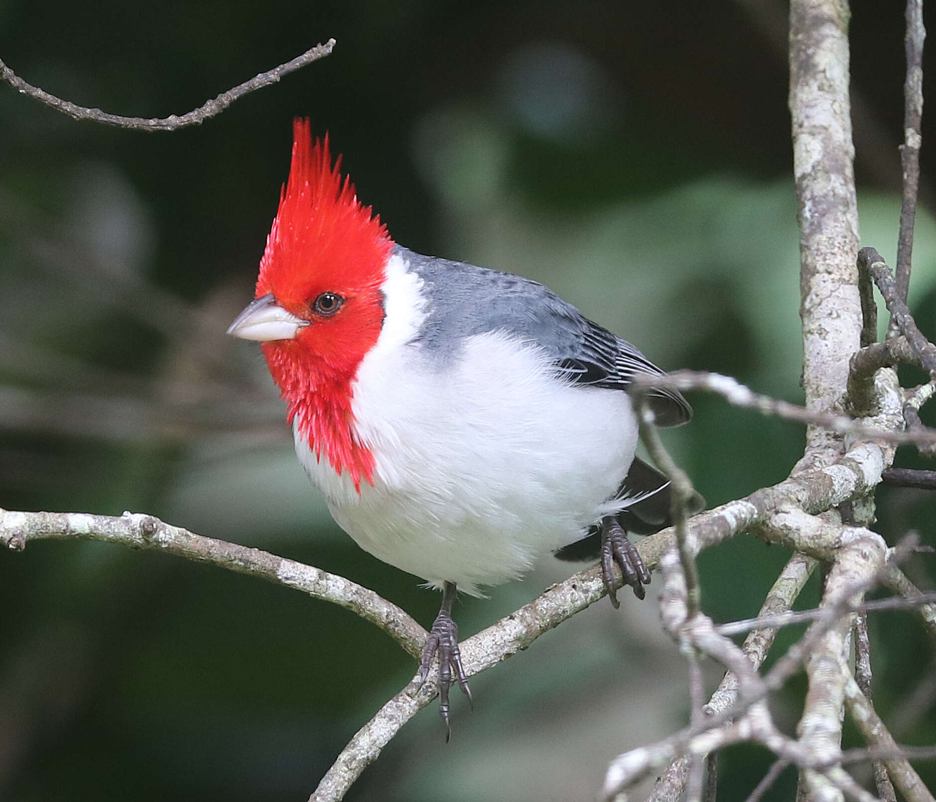 Image of Red-crested Cardinal