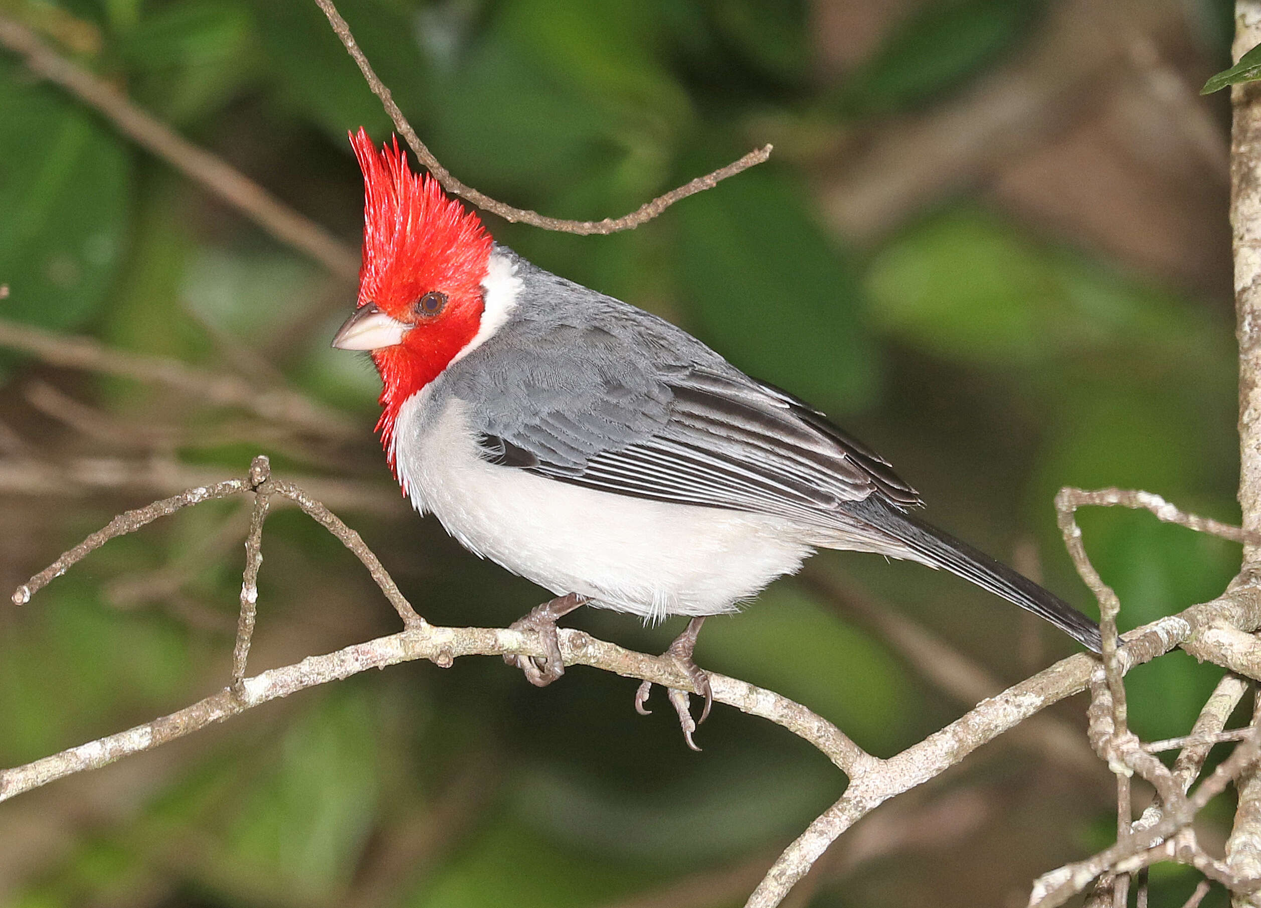 Image of Red-crested Cardinal