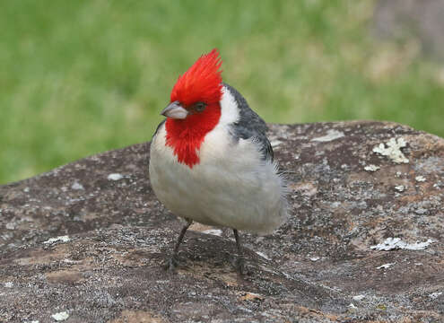 Image of Red-crested Cardinal