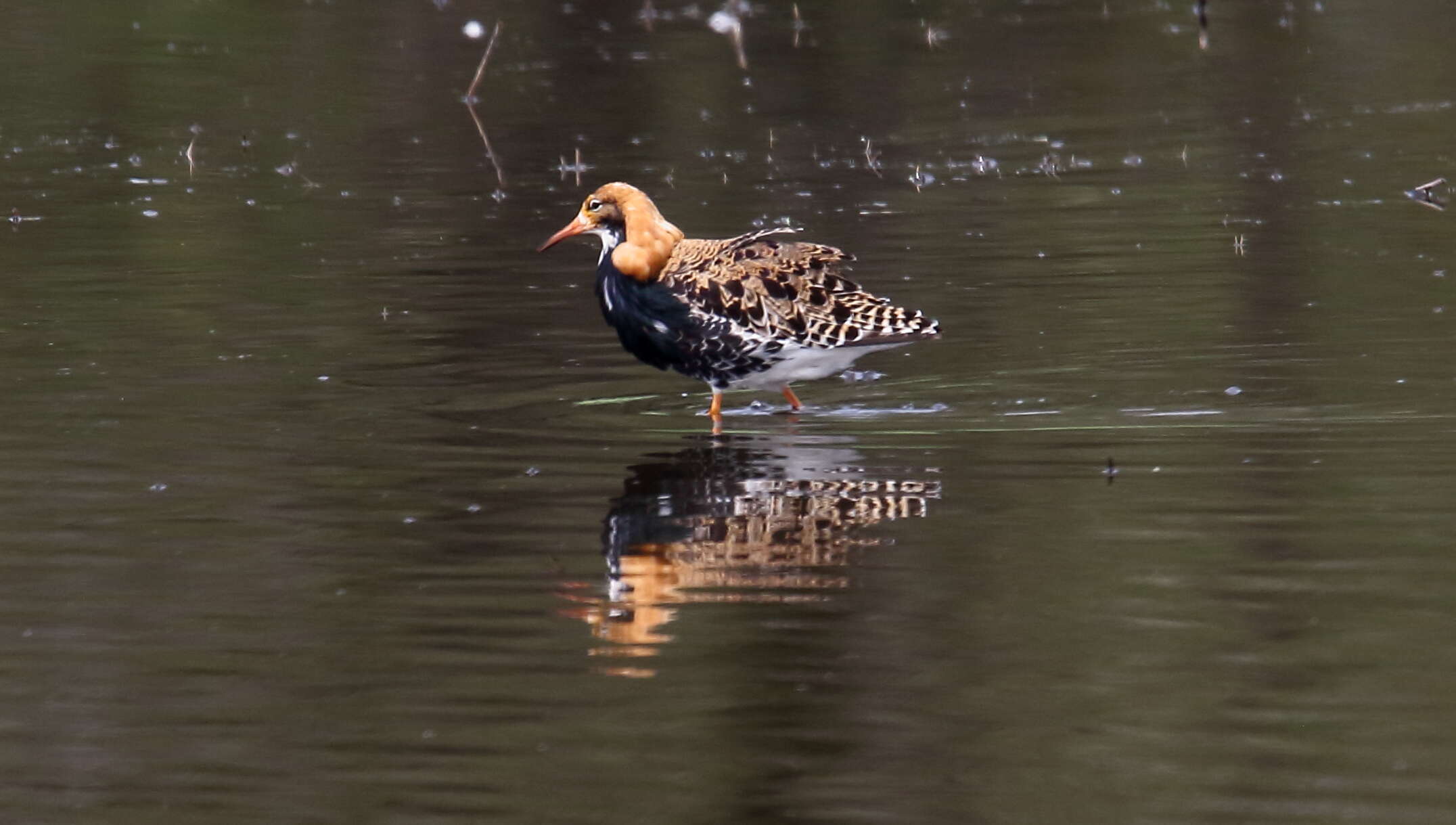 Image of Ruff