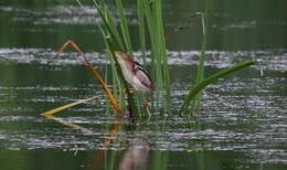 Image of Least Bittern