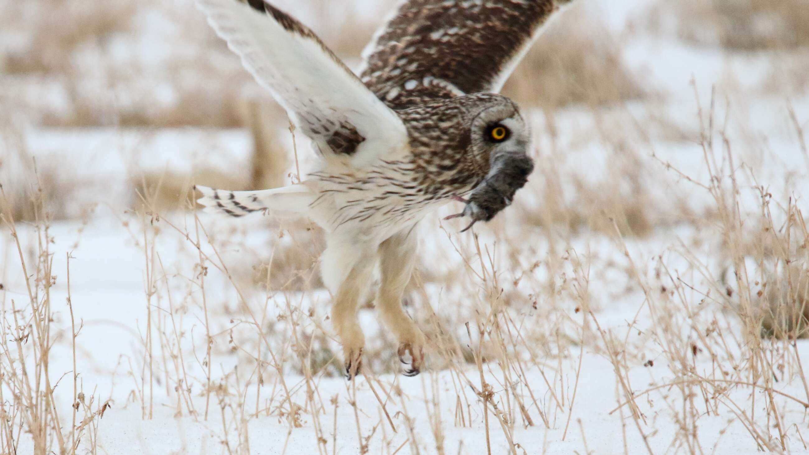 Image of Short-eared Owl