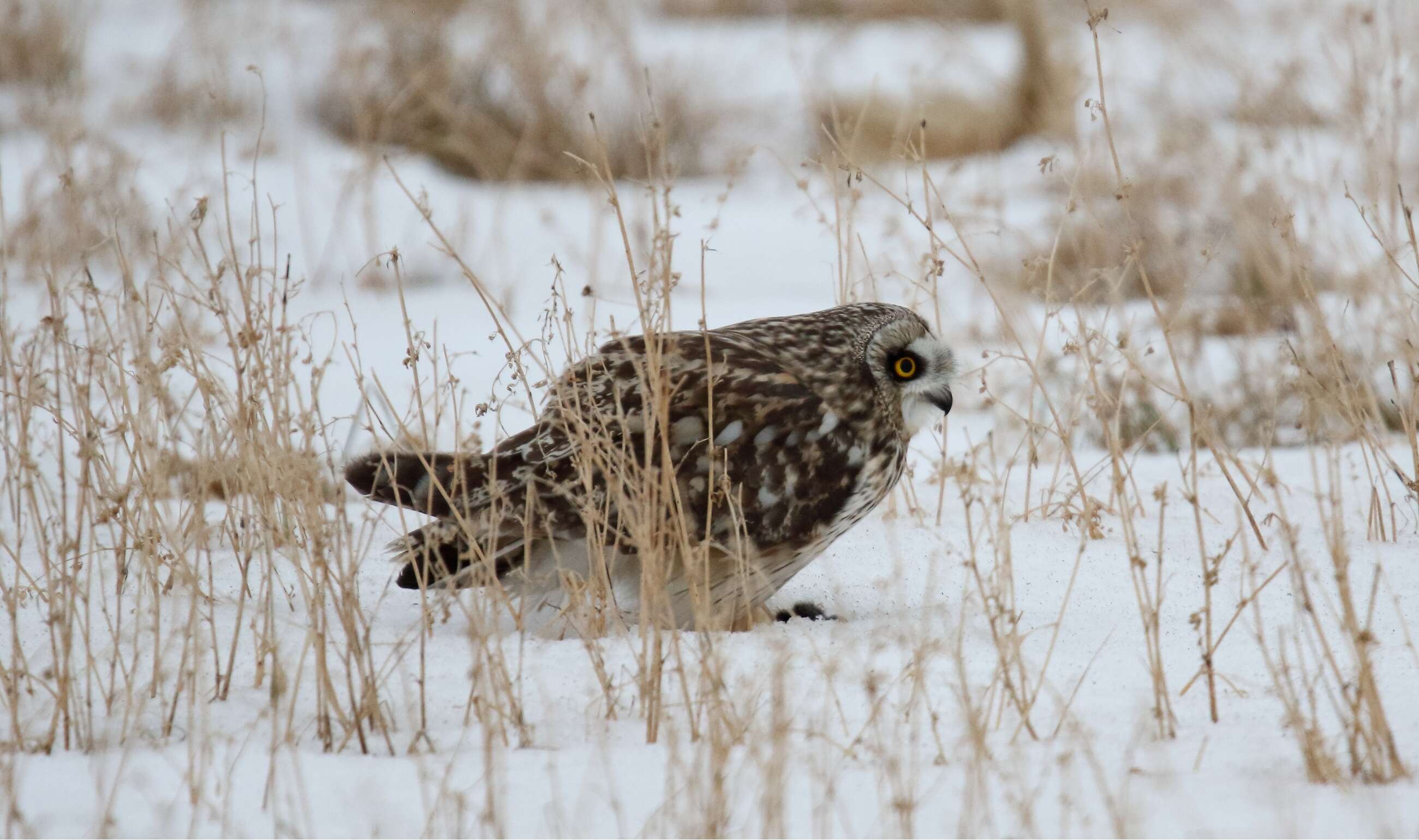 Image de Hibou des marais