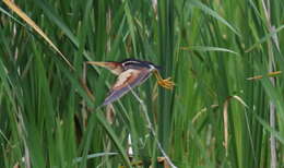 Image of Least Bittern