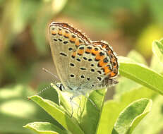 Image of Plebejus melissa