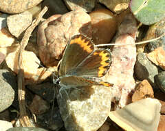 Image of Plebejus melissa