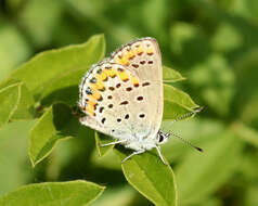 Image of Plebejus melissa