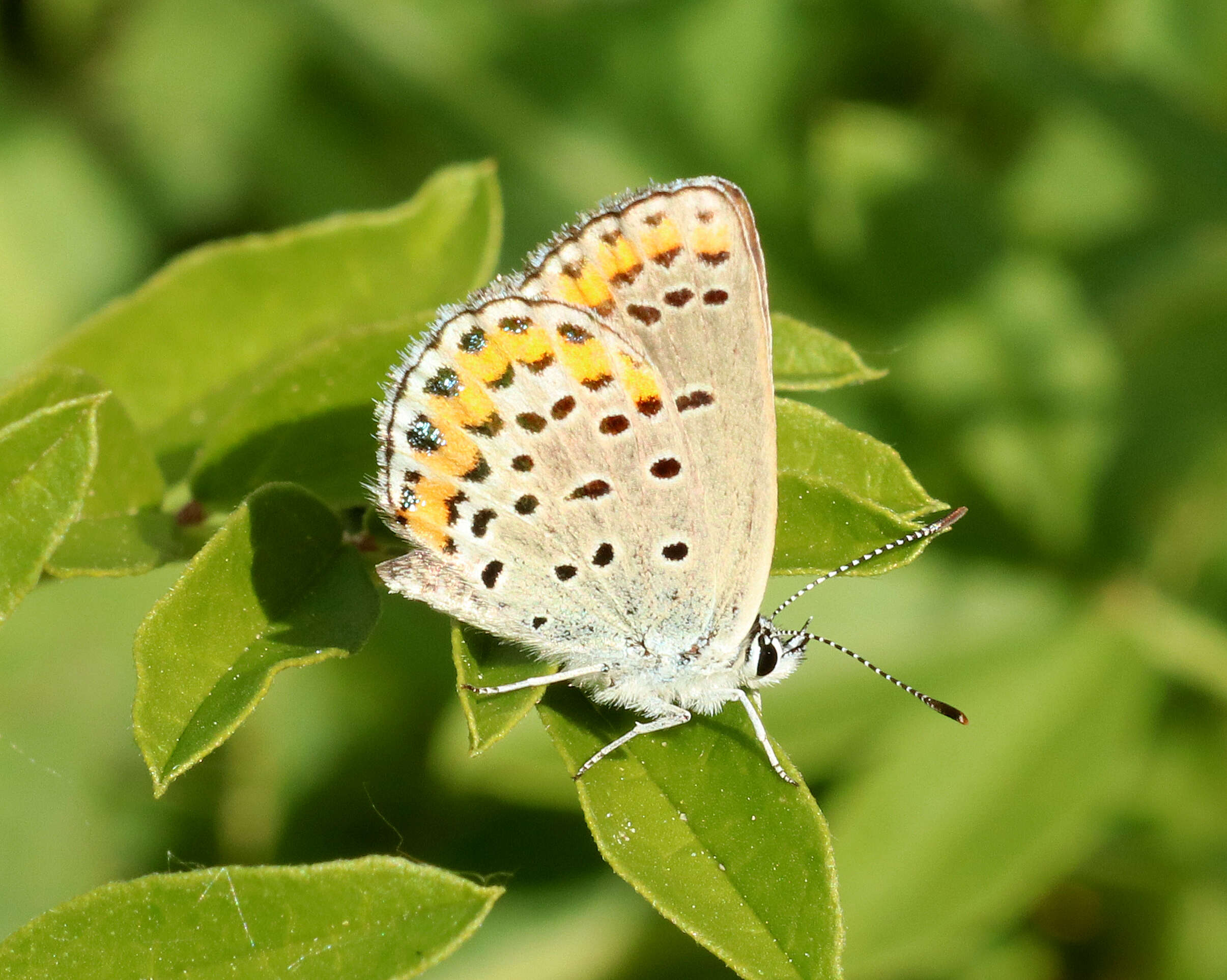 Image of Plebejus melissa