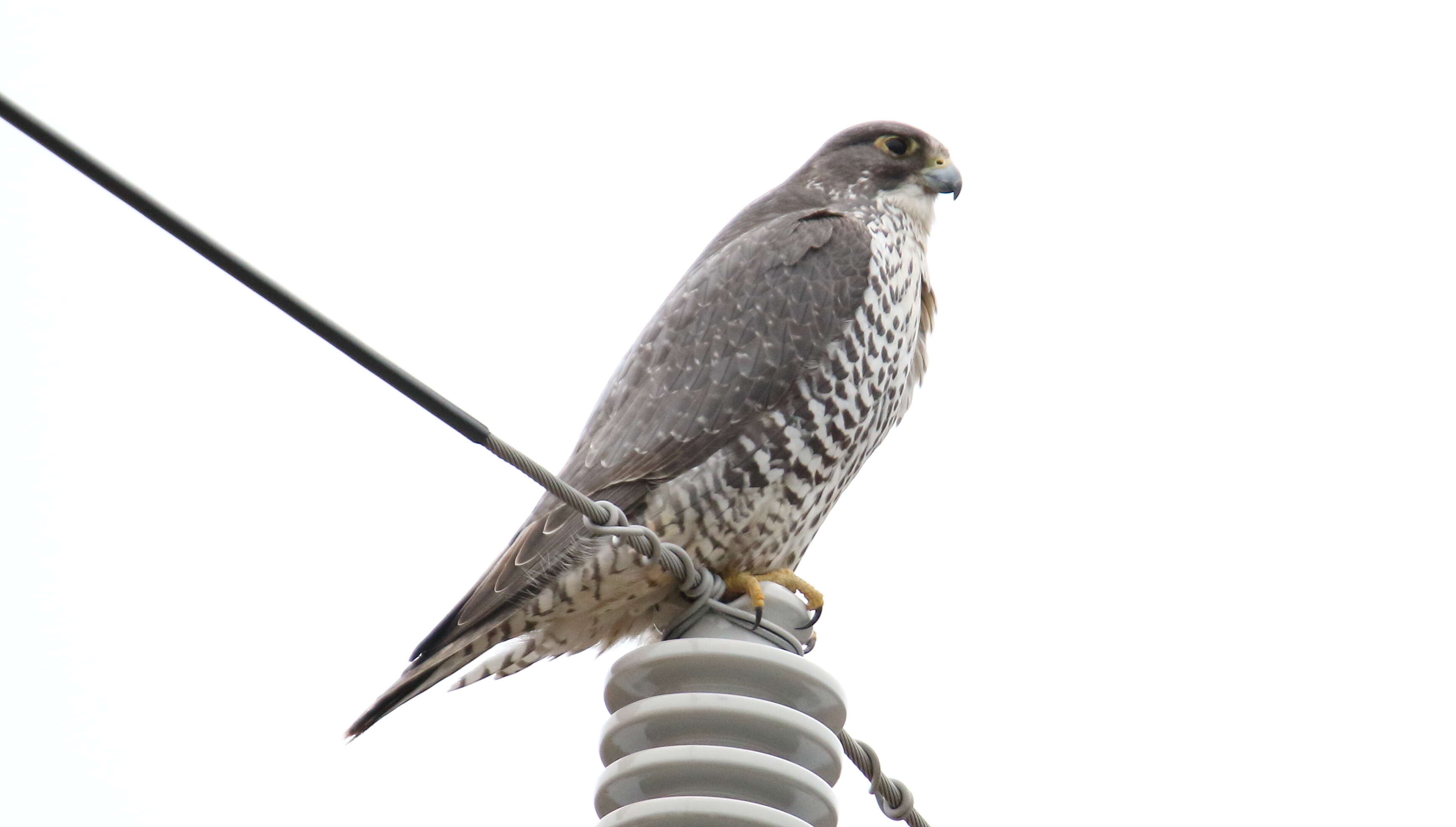 Image of Gyr Falcon