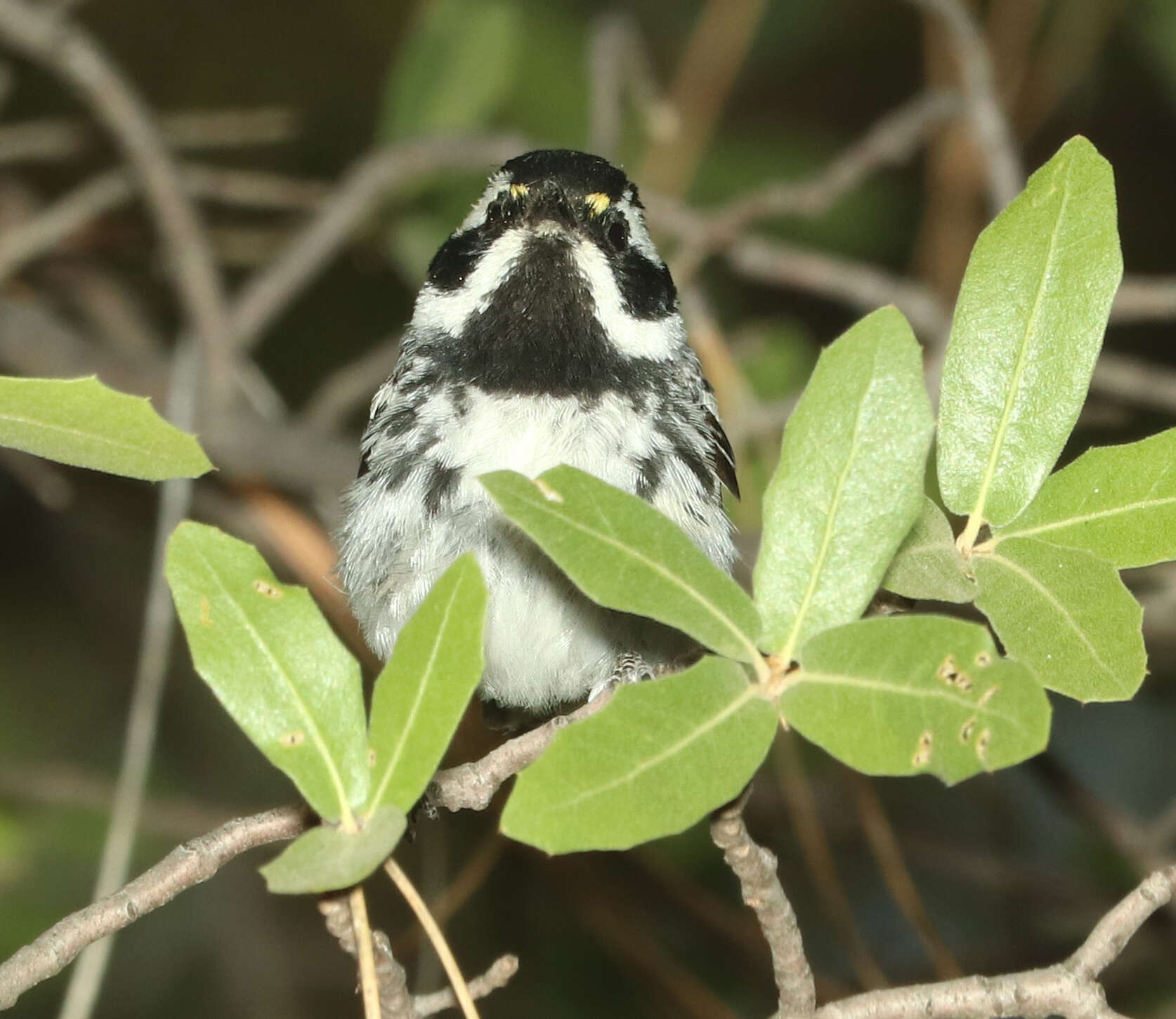 Image of Black-throated Grey Warbler