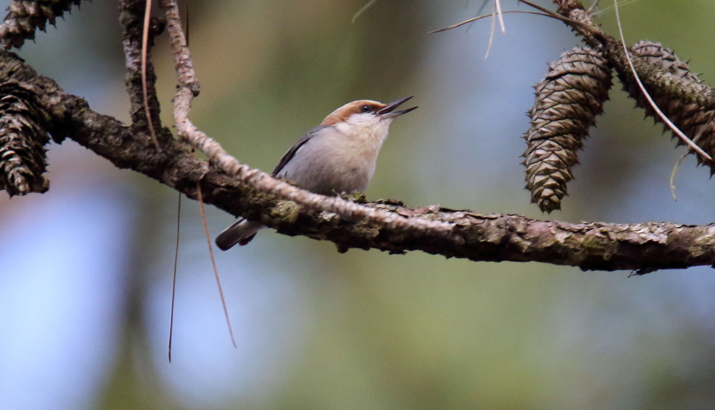 Image of Brown-headed Nuthatch