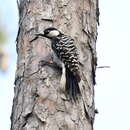 Image of Red-cockaded Woodpecker