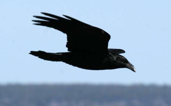 Image of Chihuahuan Raven