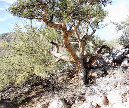 Image of elephant tree