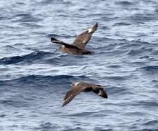 Image of South Polar Skua