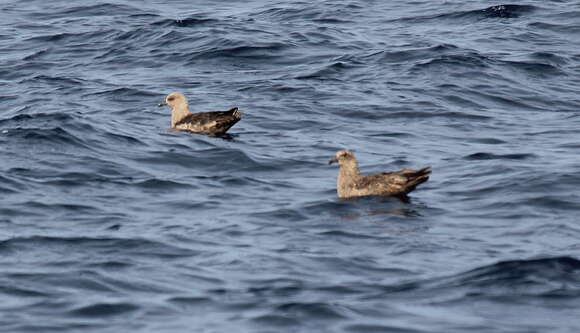 Image of South Polar Skua