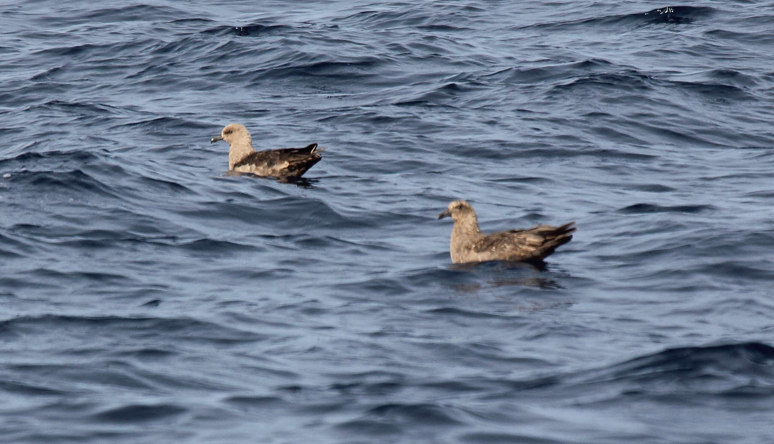 Image of South Polar Skua