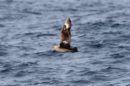 Image of South Polar Skua