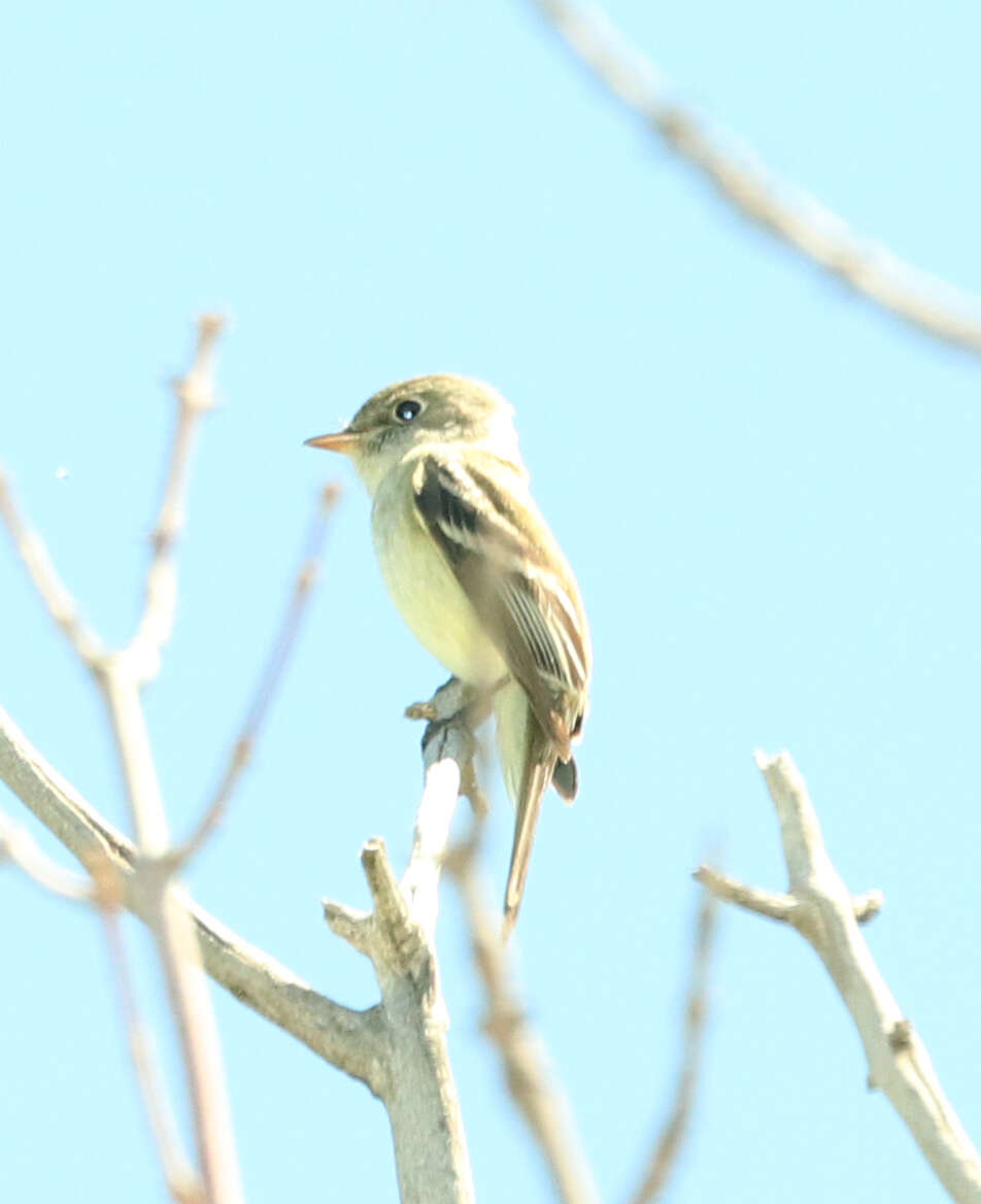 Image of Yellow-bellied Flycatcher