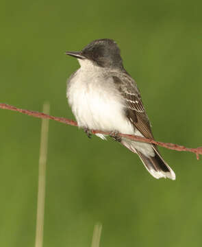 Image of Eastern Kingbird