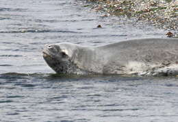 Image of leopard seal