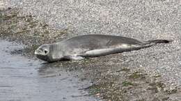 Image of leopard seal