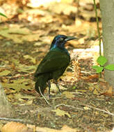 Image of Common Grackle