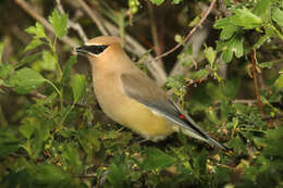 Image de Bombycilla Vieillot 1808