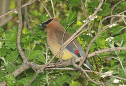 Image de Bombycilla Vieillot 1808