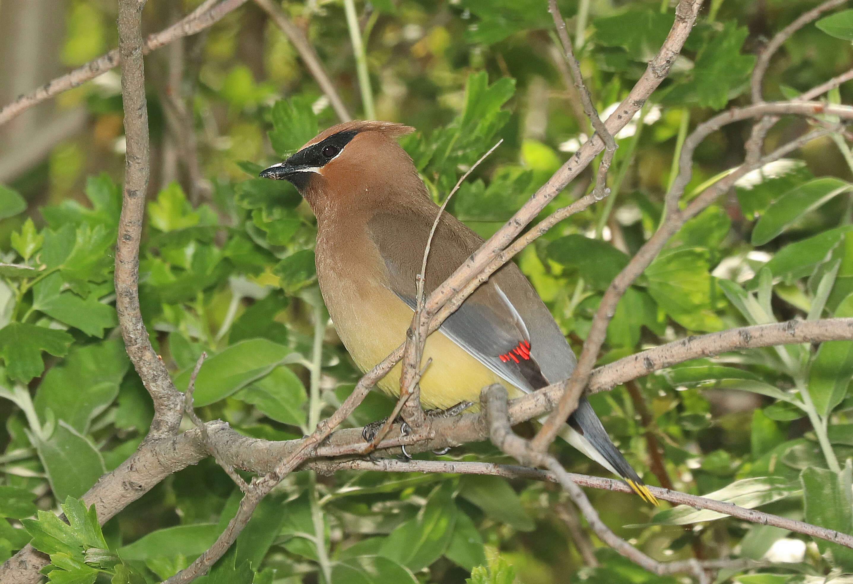 Image de Bombycilla Vieillot 1808