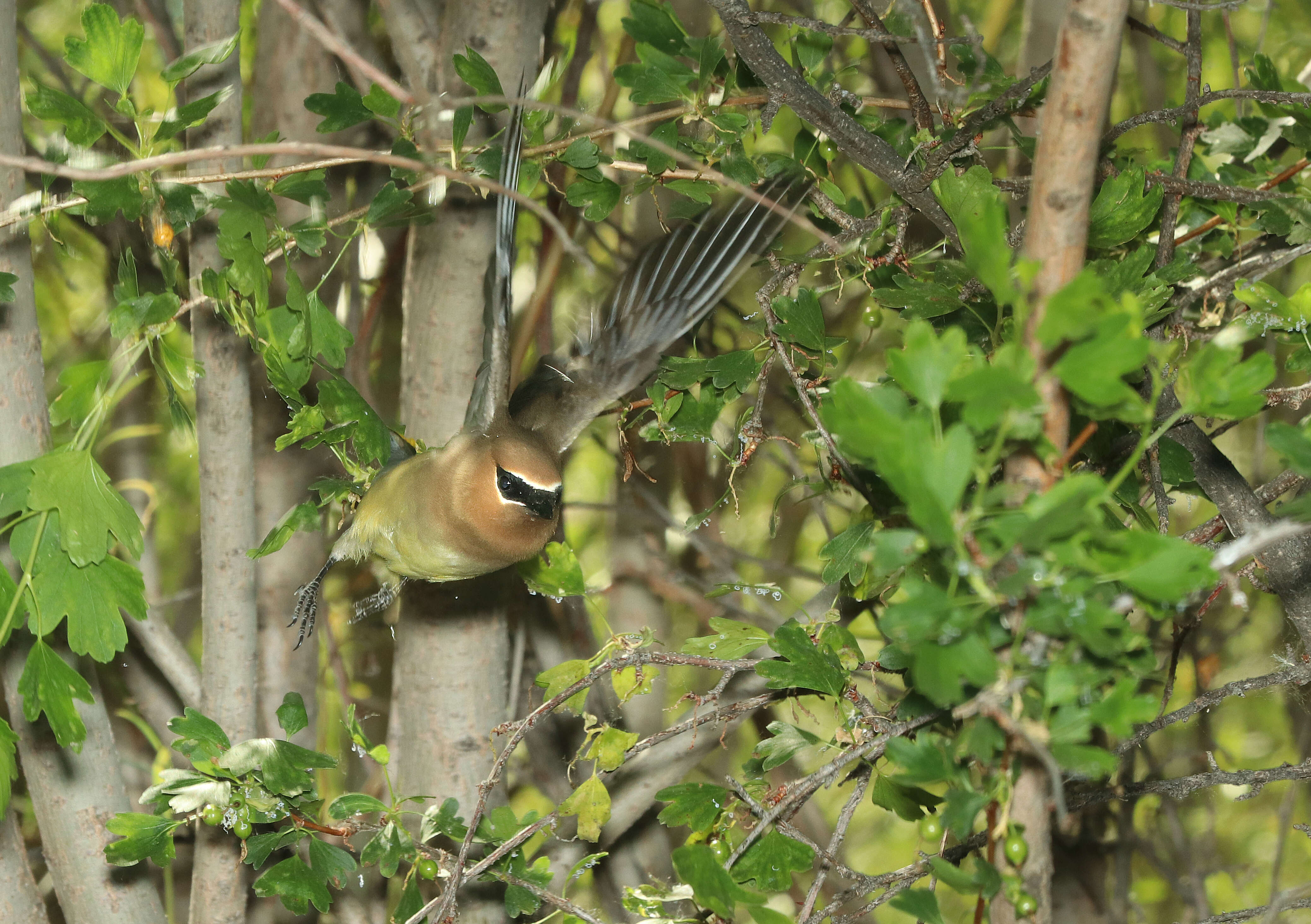 Image de Bombycilla Vieillot 1808