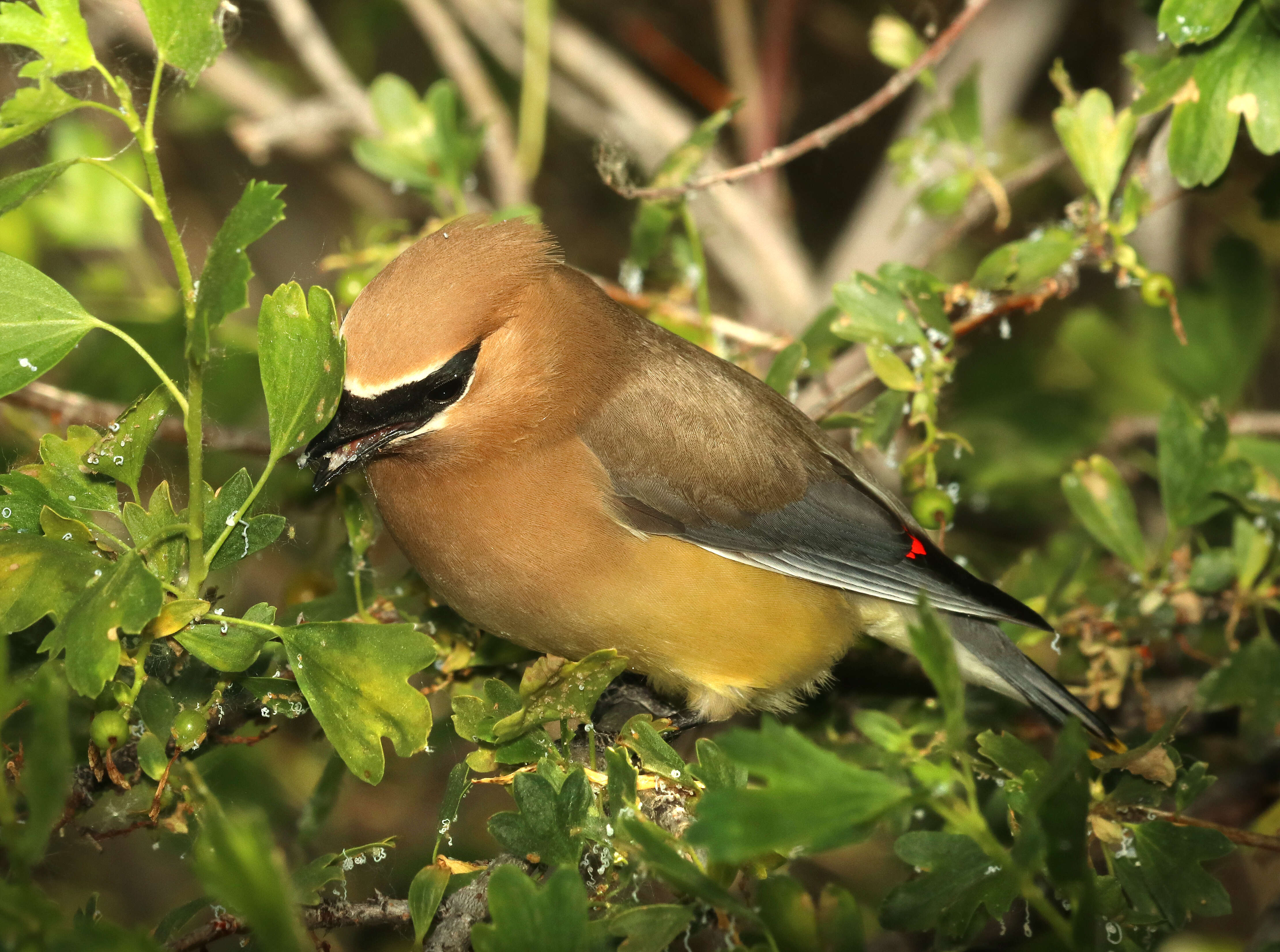 Image de Bombycilla Vieillot 1808