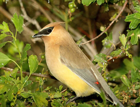 Image de Bombycilla Vieillot 1808