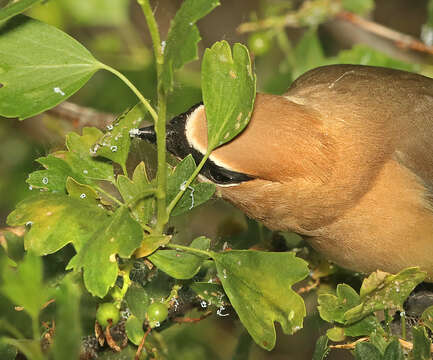 Image de Bombycilla Vieillot 1808