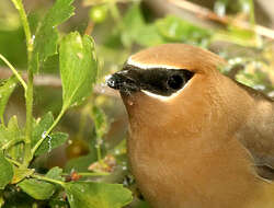 Image de Bombycilla Vieillot 1808