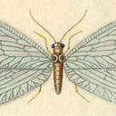 Image of Nevrorthidae
