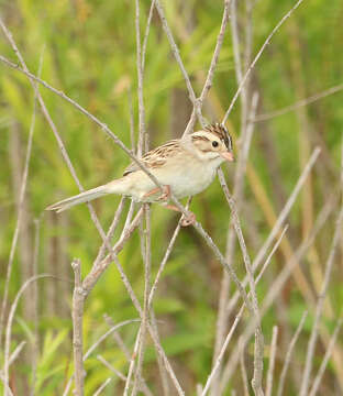 Image of Clay-colored Sparrow