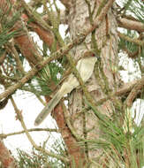 Image of Black-billed Cuckoo