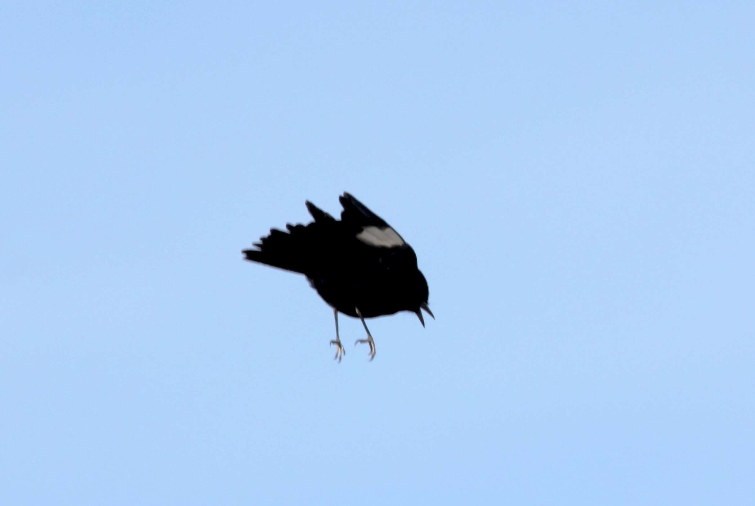 Image of White-winged Black Tyrant