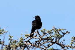 Image of White-winged Black Tyrant