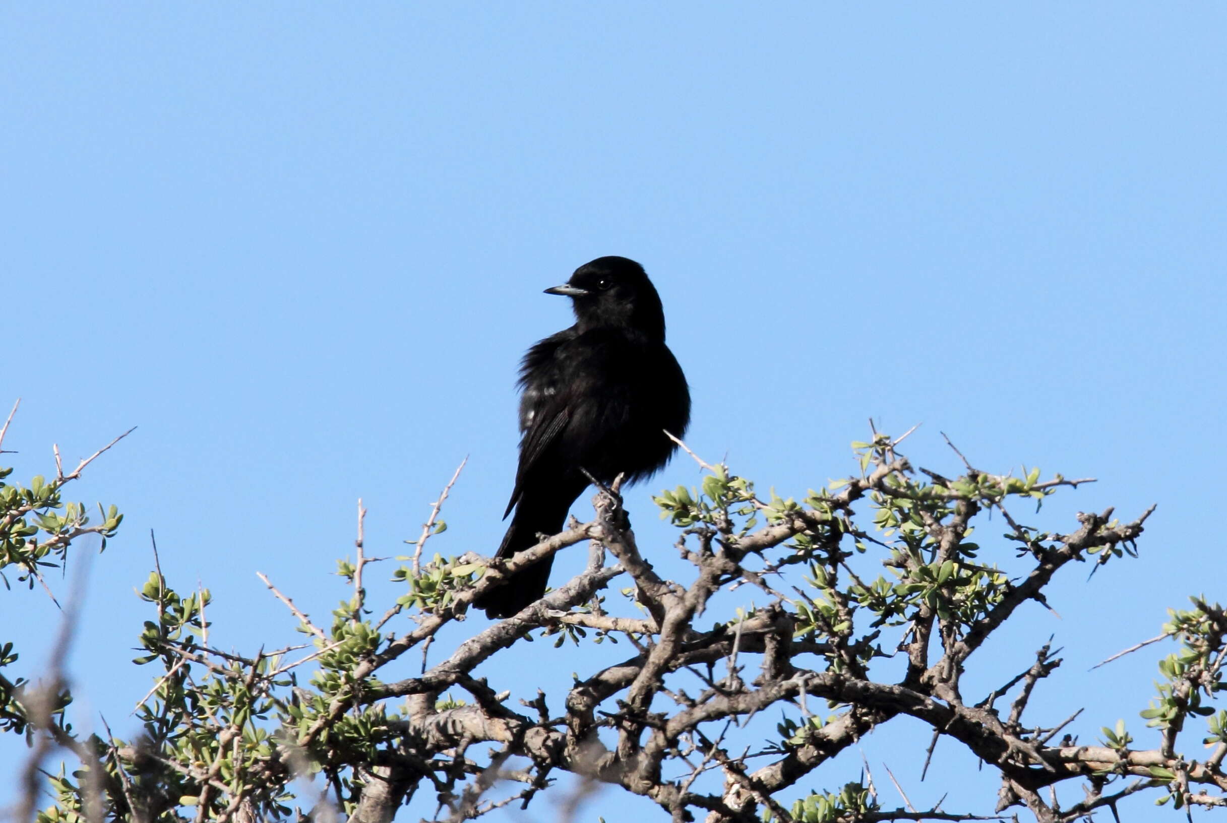 Image of White-winged Black Tyrant