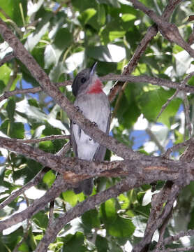 Pachyramphus aglaiae (Lafresnaye 1839) resmi