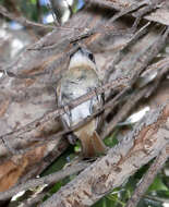 Pachyramphus aglaiae (Lafresnaye 1839) resmi