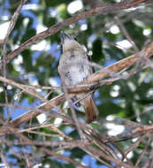 Pachyramphus aglaiae (Lafresnaye 1839) resmi