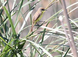 Image of Warbling Doradito