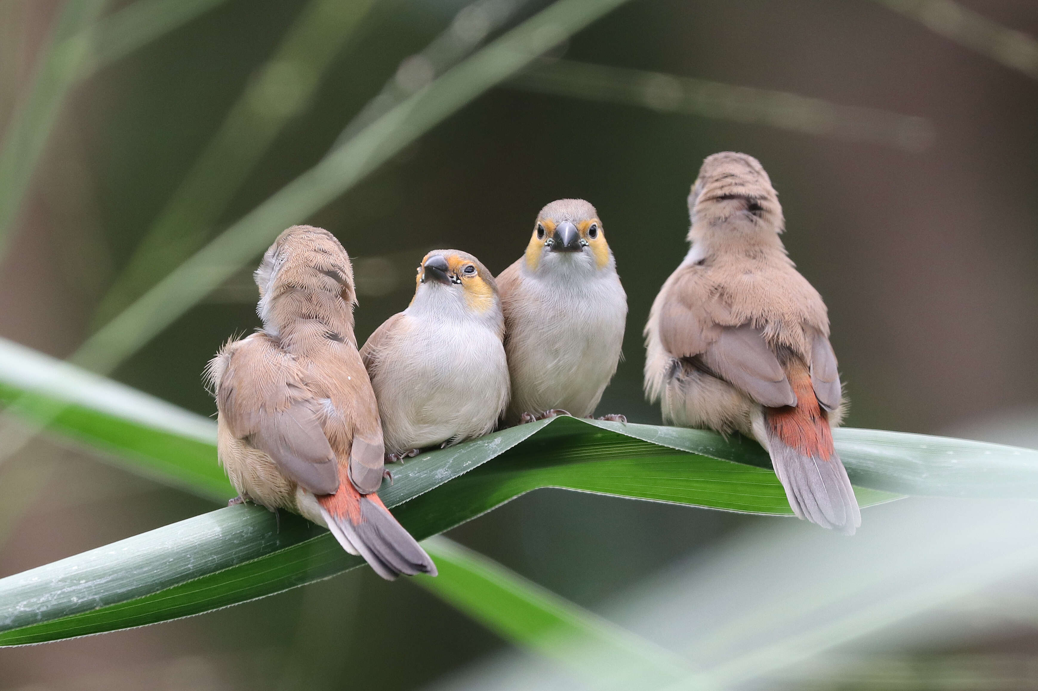 Image of Orange-cheeked Waxbill