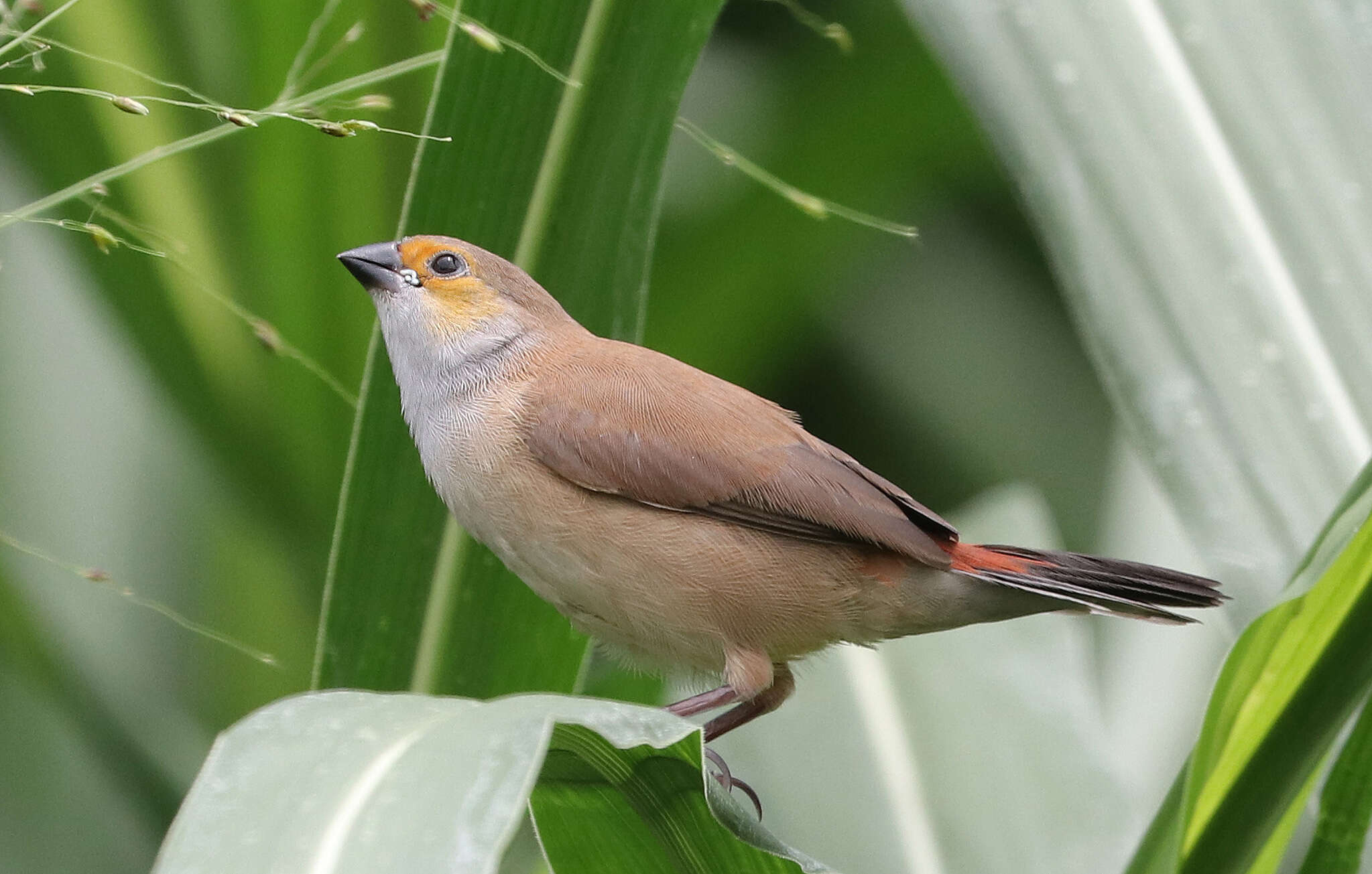 Image of Orange-cheeked Waxbill