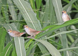 Image of Orange-cheeked Waxbill